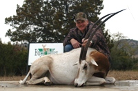 Scimitar-horned Oryx 