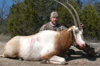 Scimitar-horned Oryx