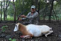 33 inchScimitar-horned Oryx
