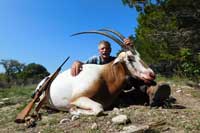 35 inchScimitar-horned Oryx