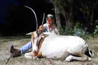 37 inch Scimitar-horned Oryx