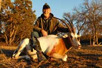 31 inch Scimitar-horned Oryx