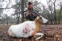 34 inch Scimitar-horned Oryx