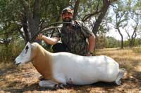 36 inch Scimitar-horned Oryx