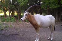 Scimitar horned Oryx